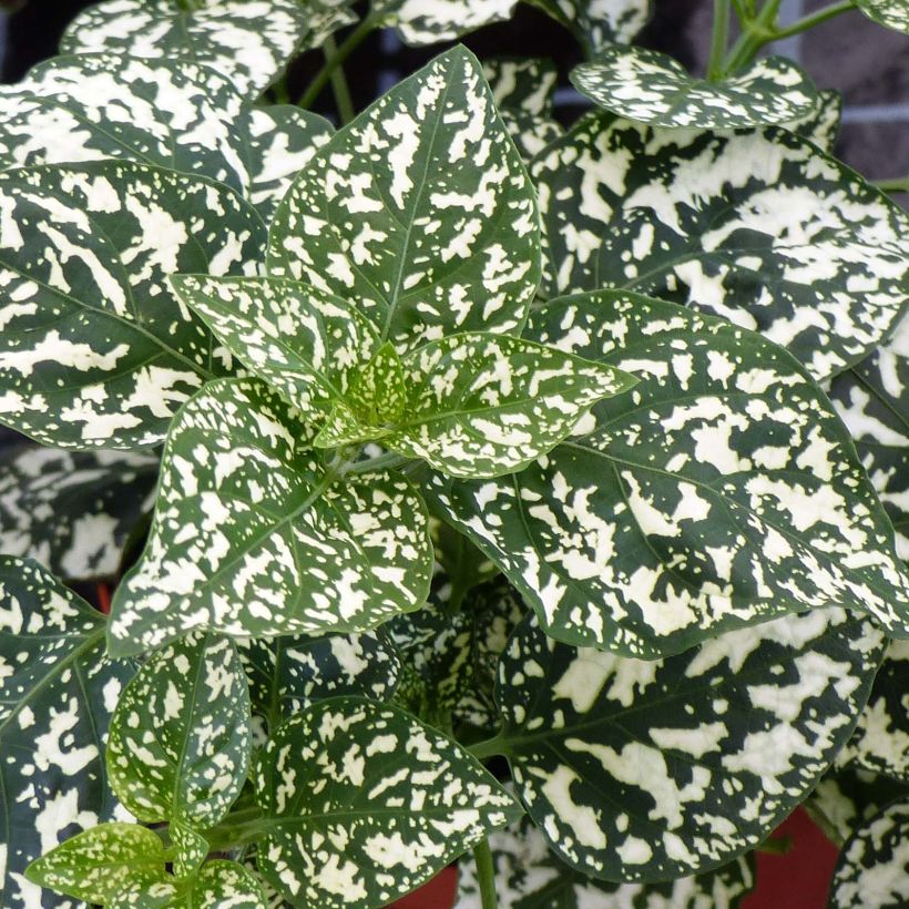 Hypoestes phyllostachya Hippo White (Laub)