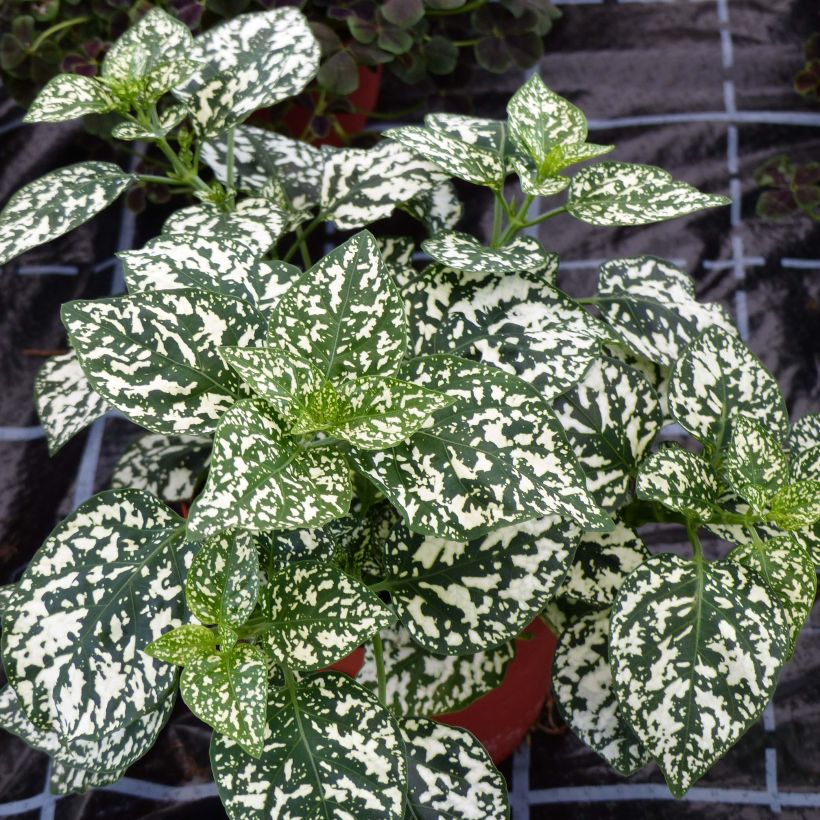 Hypoestes phyllostachya Hippo White (Hafen)