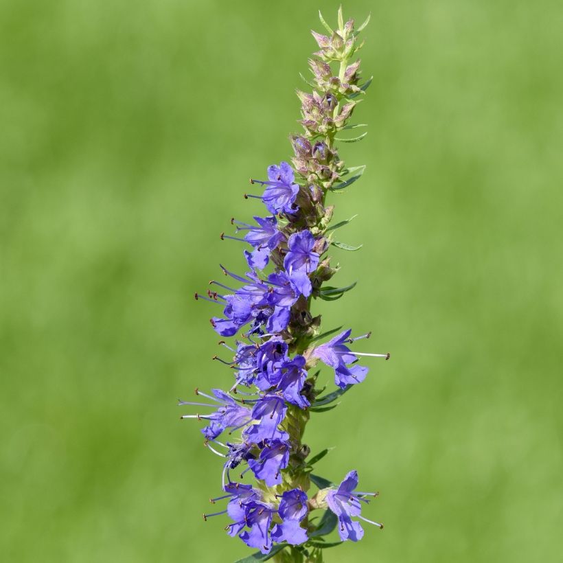 Ysop - Hyssopus officinalis (Blüte)