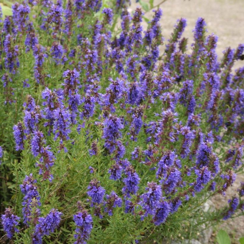 Ysop Bio Pflanzen - Hyssopus officinalis (Blüte)