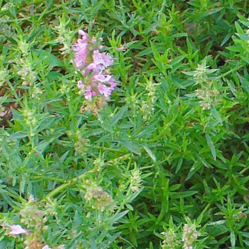 Hyssopus officinalis f. roseus (Laub)