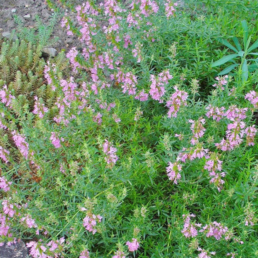 Hyssopus officinalis f. roseus (Blüte)