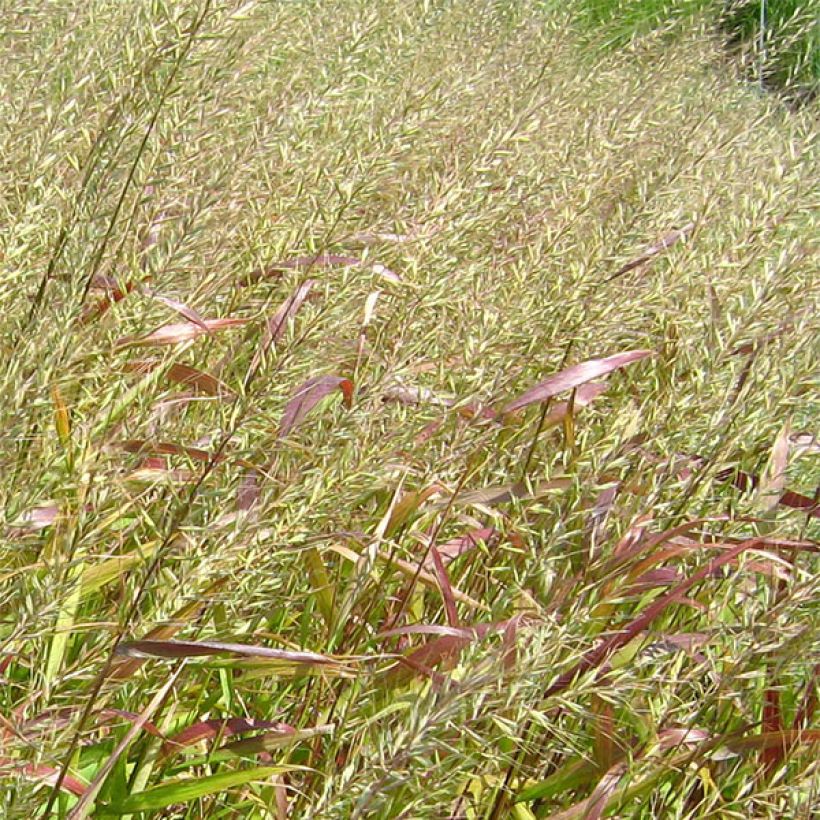 Hystrix patula - Flaschenbürstengras (Blüte)