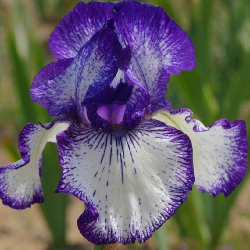 Iris Art Déco - Schwertlilie (Blüte)