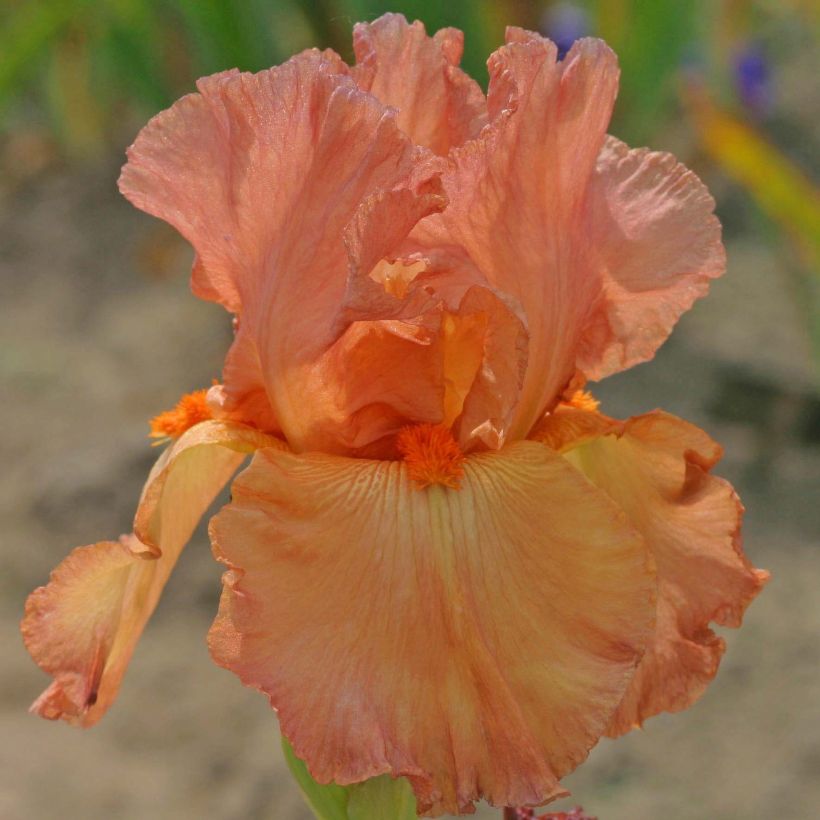 Iris Copper Classic - Schwertlilie (Blüte)