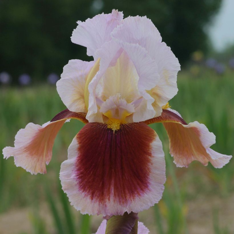 Iris Ecstatic Echo - Schwertlilie (Blüte)