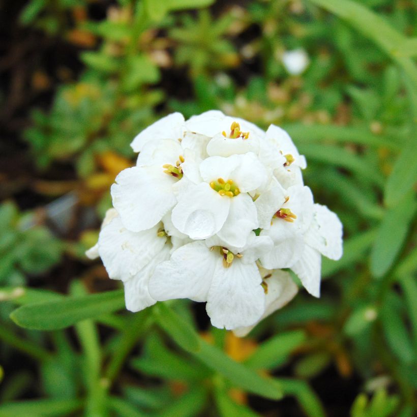 Iberis sempervirens Snowflake - Immergrüne Schleifenblume (Blüte)