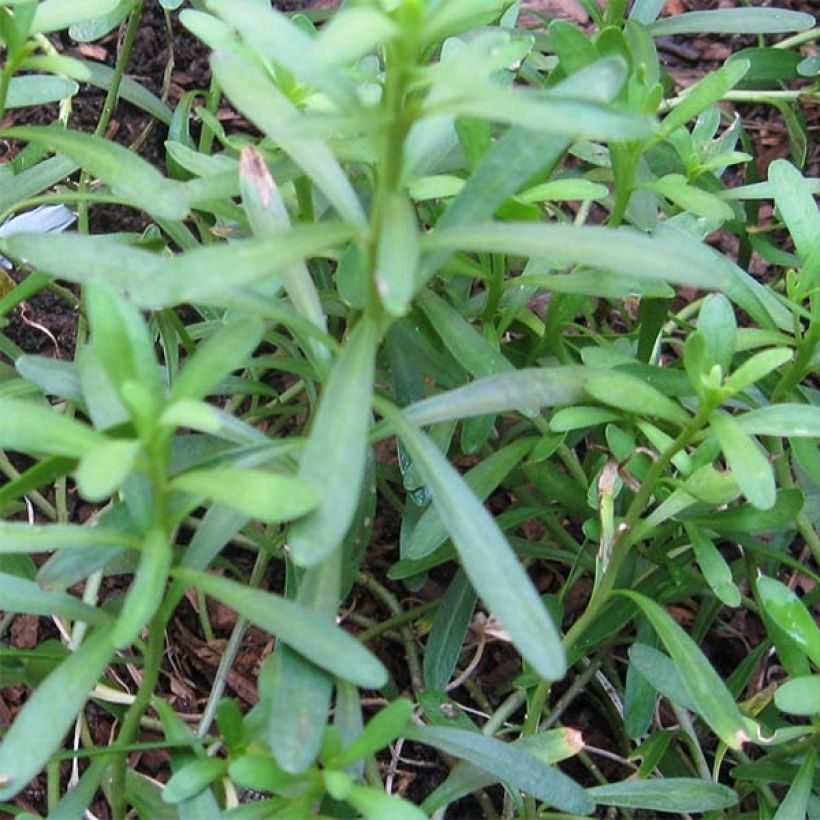 Iberis sempervirens - Immergrüne Schleifenblume (Laub)