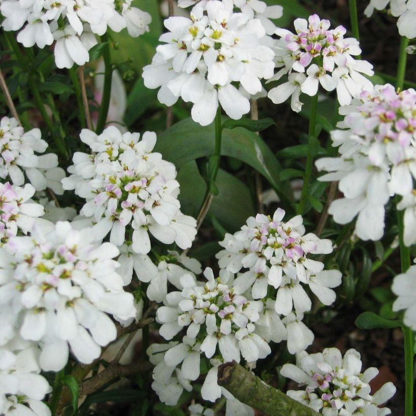 Iberis sempervirens - Immergrüne Schleifenblume (Blüte)