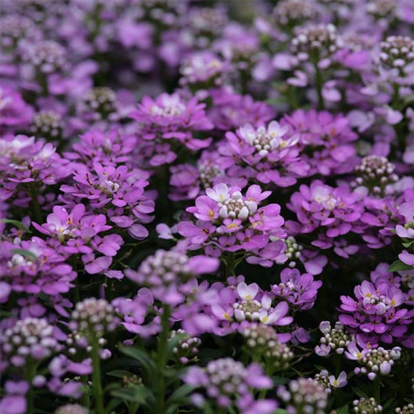 Iberis Absolutely Amethyst - Immergrüne Schleifenblume (Blüte)