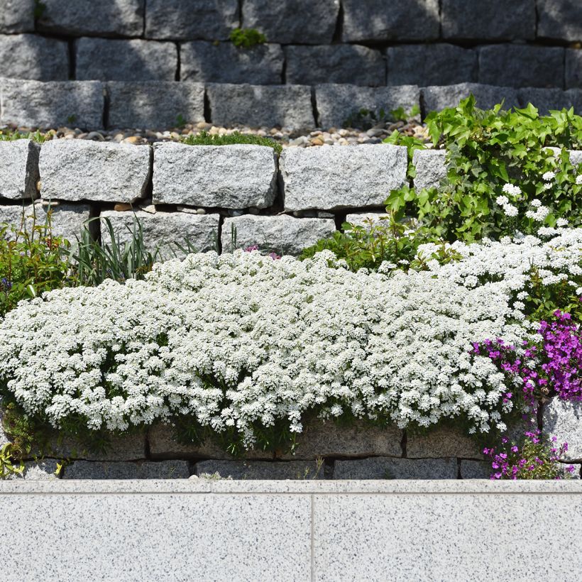 Iberis sempervirens - Immergrüne Schleifenblume (Hafen)