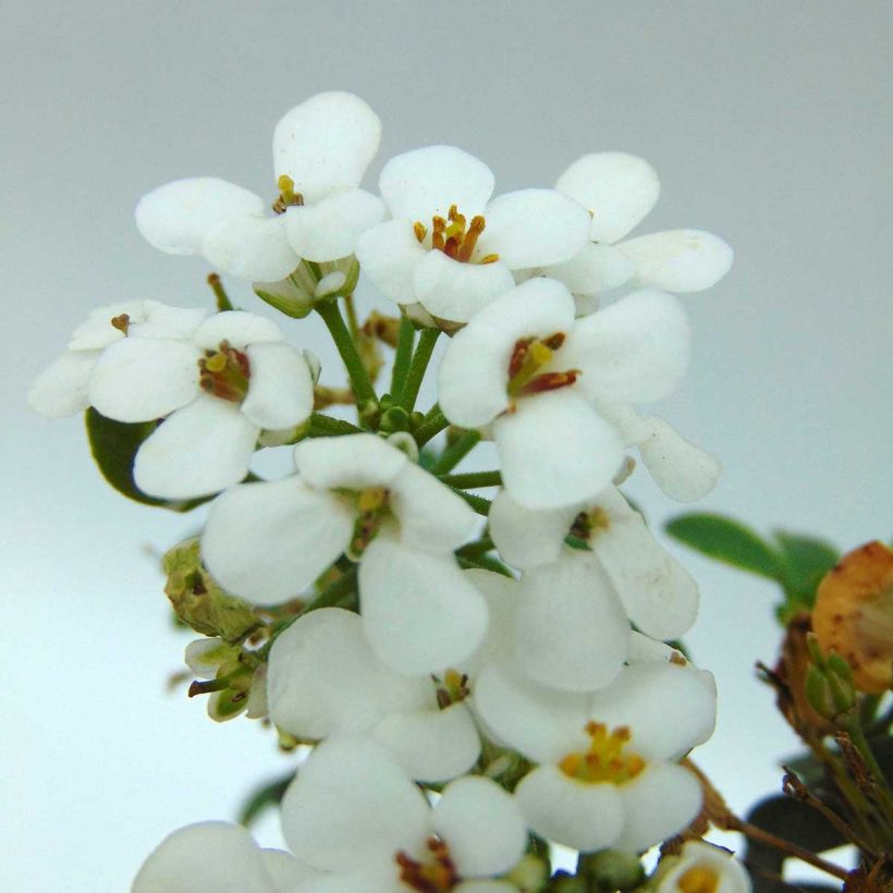 Iberis sempervirens Masterpiece - Immergrüne Schleifenblume (Blüte)