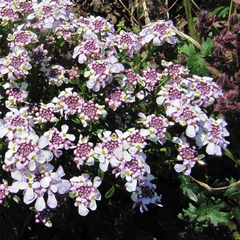 Iberis sempervirens Pink Ice - Immergrüne Schleifenblume (Blüte)