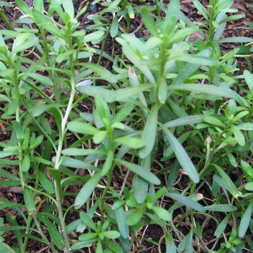 Iberis sempervirens Weisser Zwerg - Immergrüne Schleifenblume (Laub)