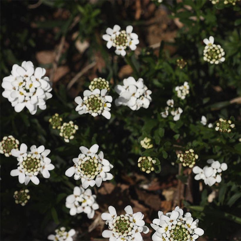 Iberis sempervirens Weisser Zwerg - Immergrüne Schleifenblume (Blüte)