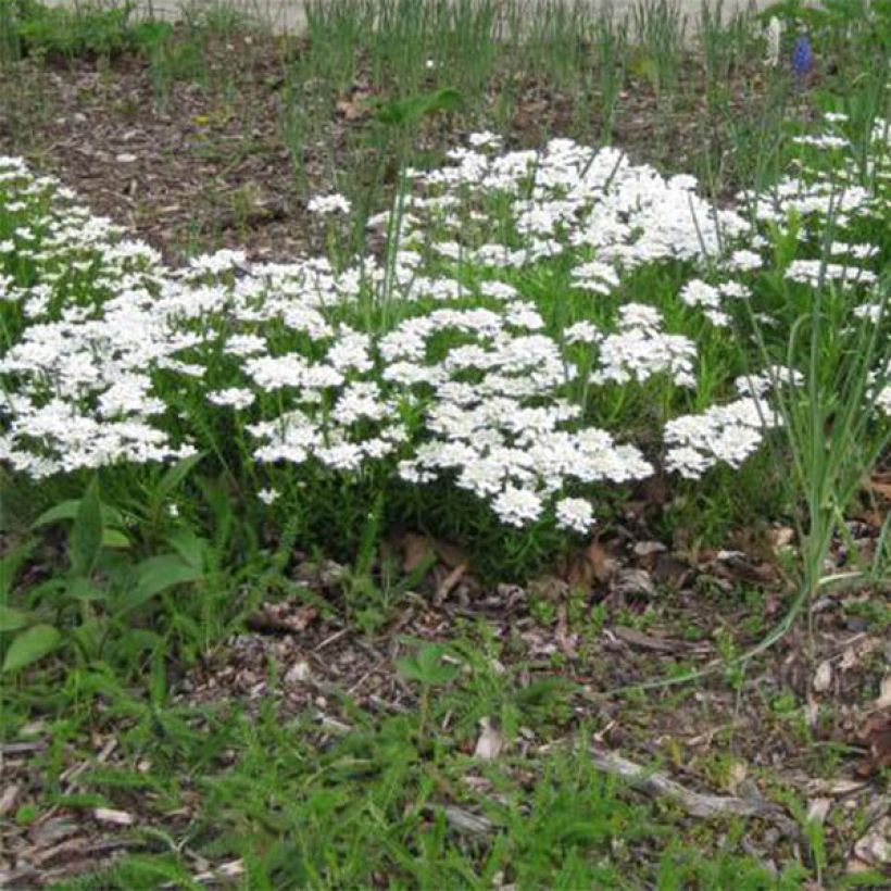 Iberis sempervirens Weisser Zwerg - Immergrüne Schleifenblume (Hafen)