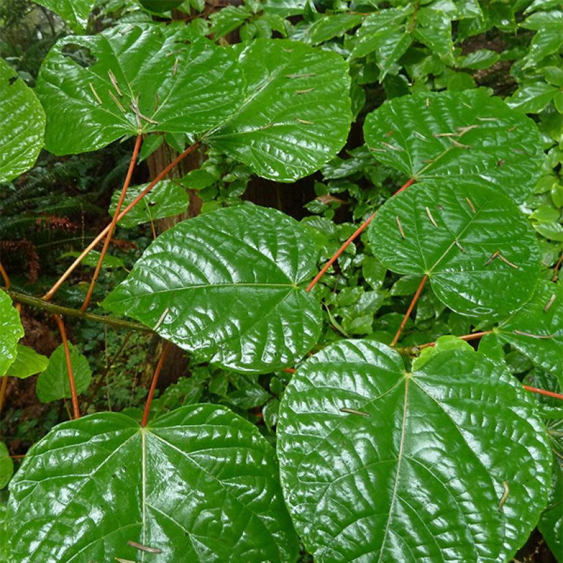 Idesia polycarpa - Orangenkirsche (Laub)