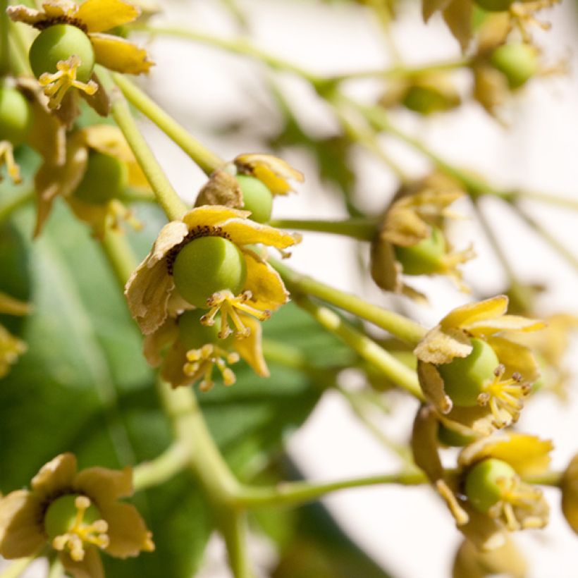 Idesia polycarpa - Orangenkirsche (Blüte)