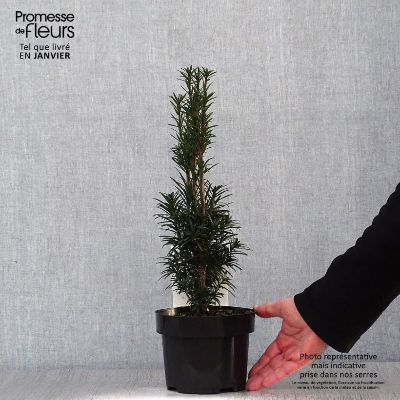 Exemplar von If commun - Taxus baccata Black Tower en pot de 2l/3l wie im Winter geliefert