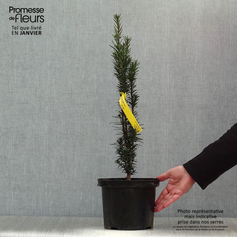 Exemplar von If commun - Taxus baccata Black Tower en pot de 4l/5l wie im Winter geliefert