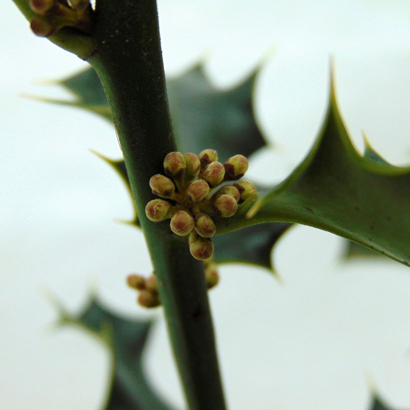 Europäische Stechpalme - Ilex aquifolium (Blüte)