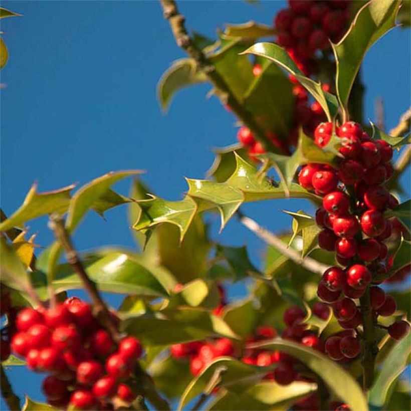 Fruchtende Stechpalme JC Van Tol - Ilex aquifolium (Ernte)