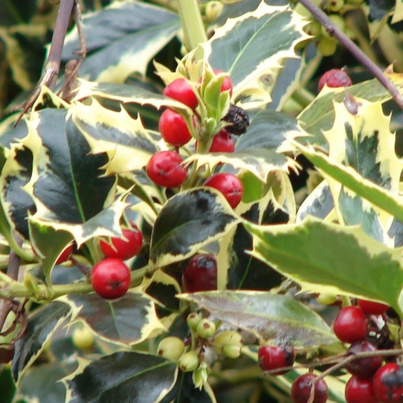 Stechpalme Madame Briot - Ilex aquifolium (Ernte)