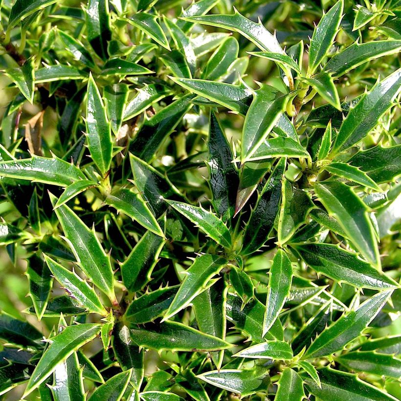 Myrtenblättrige Stechpalme Myrtifolia - Ilex aquifolium (Laub)