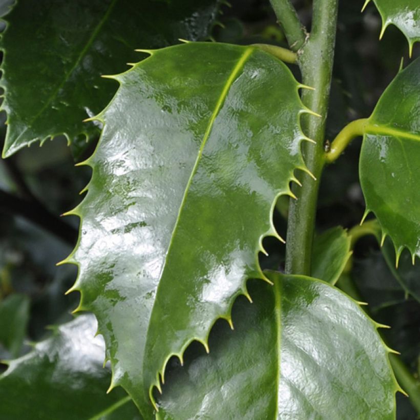 Ilex koehneana Castaenifolia - Kastanienblättrige Stechpalme (Laub)