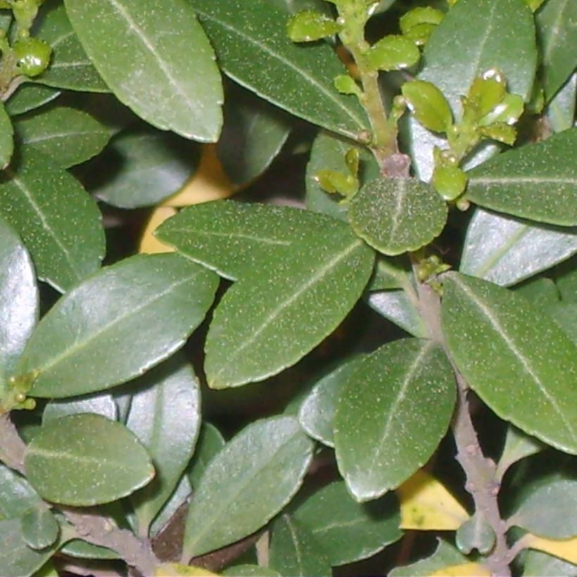 Japanische Stechpalme Green Hedge - Ilex crenata (Laub)