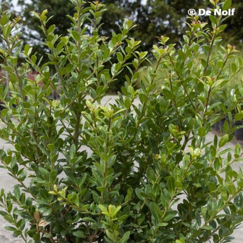 Japanische Stechpalme Caroline Upright - Ilex crenata (Laub)