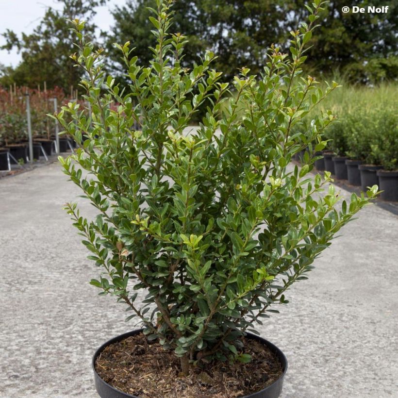 Japanische Stechpalme Caroline Upright - Ilex crenata (Hafen)