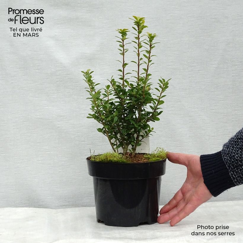 Exemplar von Ilex crenata Caroline Upright - Houx crénelé Pot de 2L/3L wie im Winter geliefert