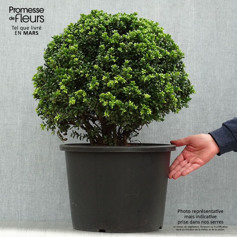 Exemplar von Houx crénelé - Ilex crenata Convexa taillé en boule de diamètre 50/+ cm en pot de 7,5L/10L wie im Frühjahr geliefert