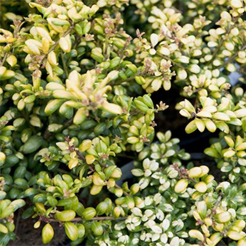 Japanische Stechpalme Convexed Gold - Ilex crenata (Laub)