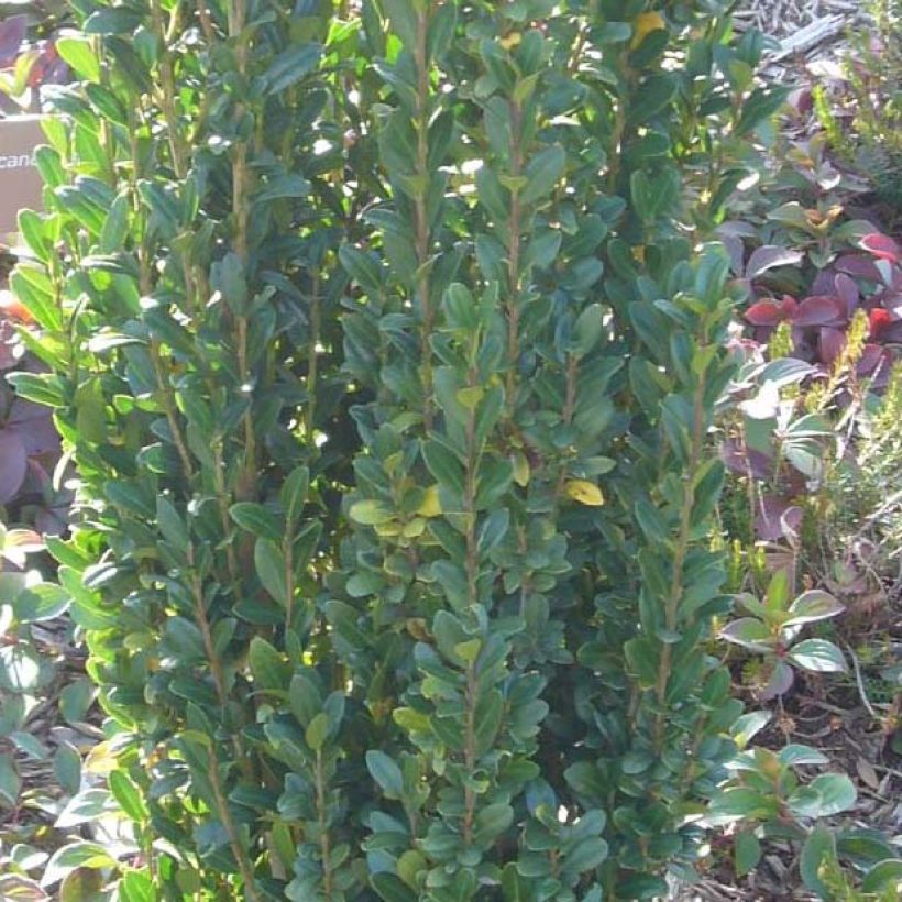 Japanische Stechpalme Fastigiata - Ilex crenata (Laub)