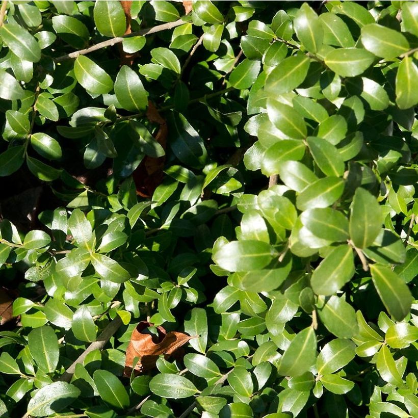 Japanische Stechpalme Kinme - Ilex crenata (Laub)