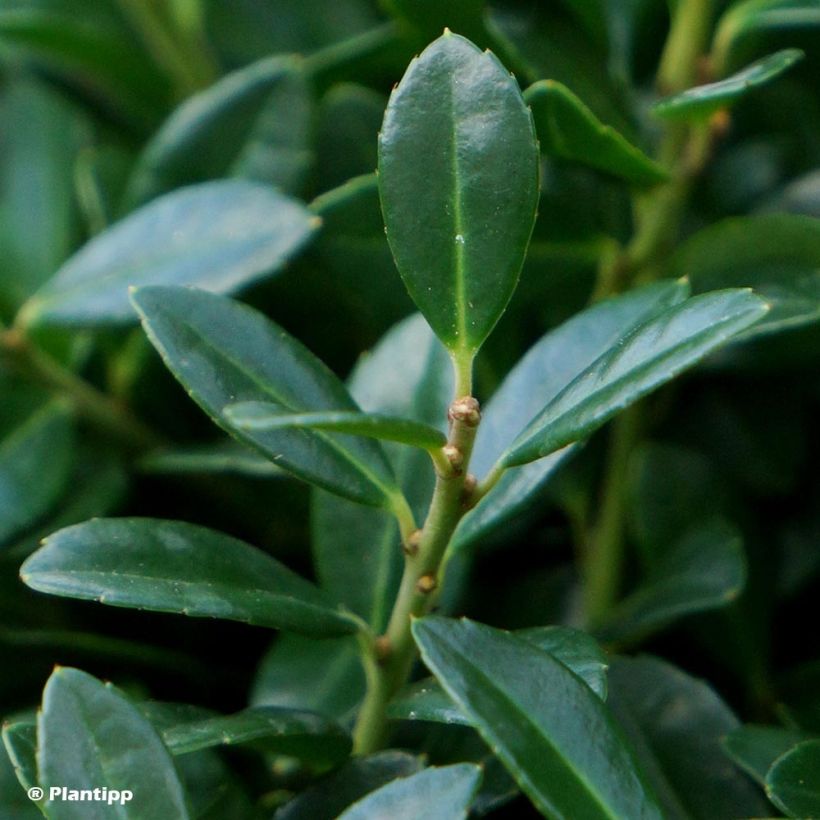 Japanische Stechpalme Luxus Globe - Ilex crenata (Laub)