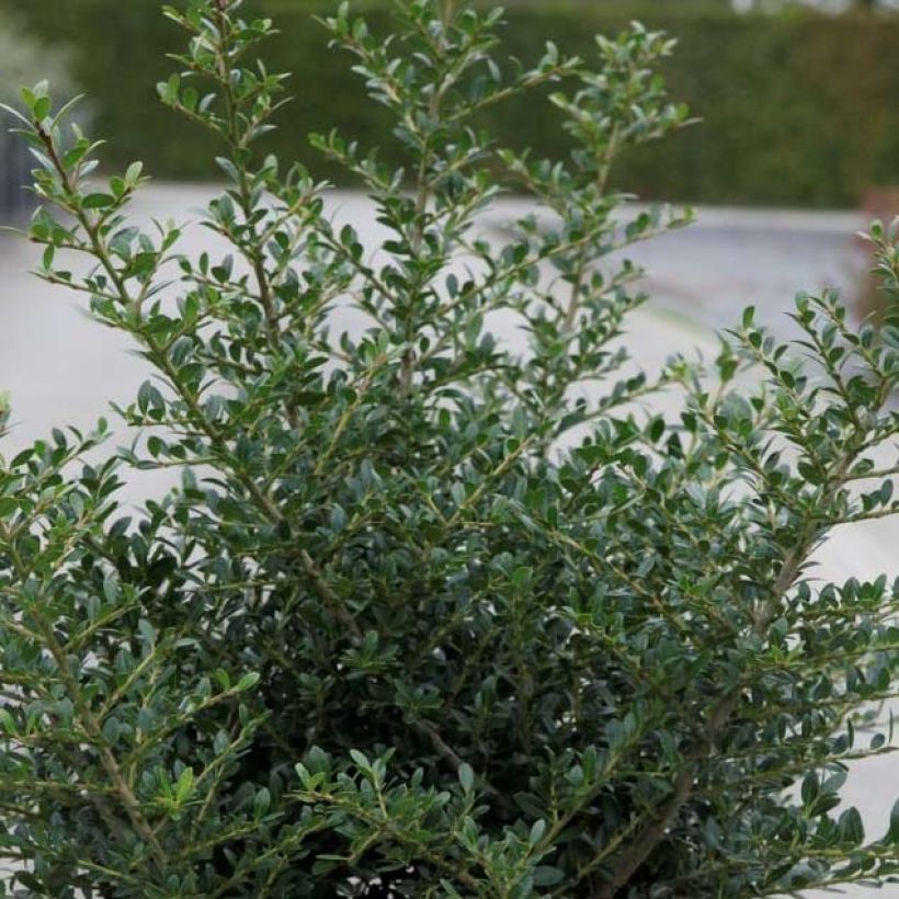 Japanische Stechpalme Stokes - Ilex crenata (Laub)