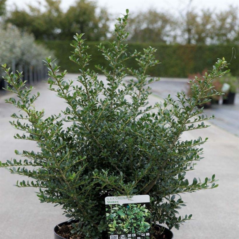 Japanische Stechpalme Stokes - Ilex crenata (Hafen)