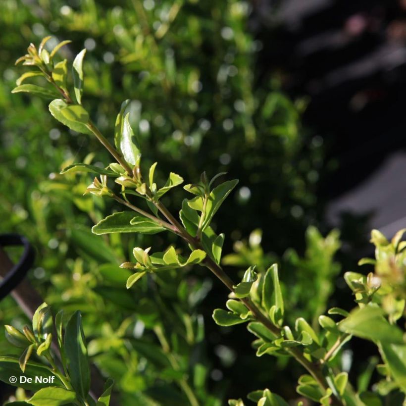 Ilex maximowicziana Kanehirae - Stechpalme (Laub)