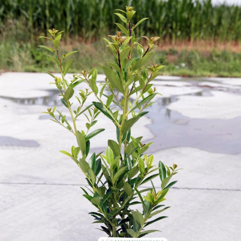 Ilex maximowicziana Kanehirae - Stechpalme (Hafen)