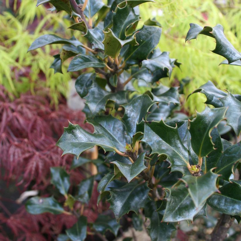 Stechpalme Blue Angel - Ilex meserveae (Laub)