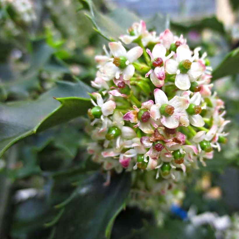 Stechpalme Blue princess - Ilex meserveae (Blüte)