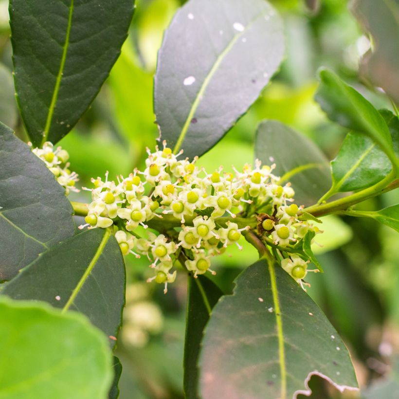 Ilex paraguariensis - Mateteestrauch (Blüte)