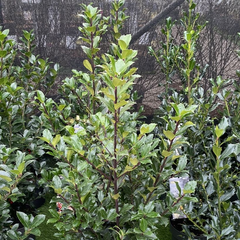 Stechpalme Mesid - Ilex meserveae (Hafen)