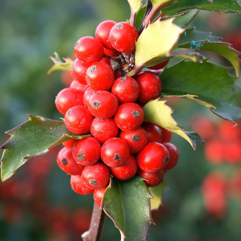 Stechpalme Mesid - Ilex meserveae (Ernte)