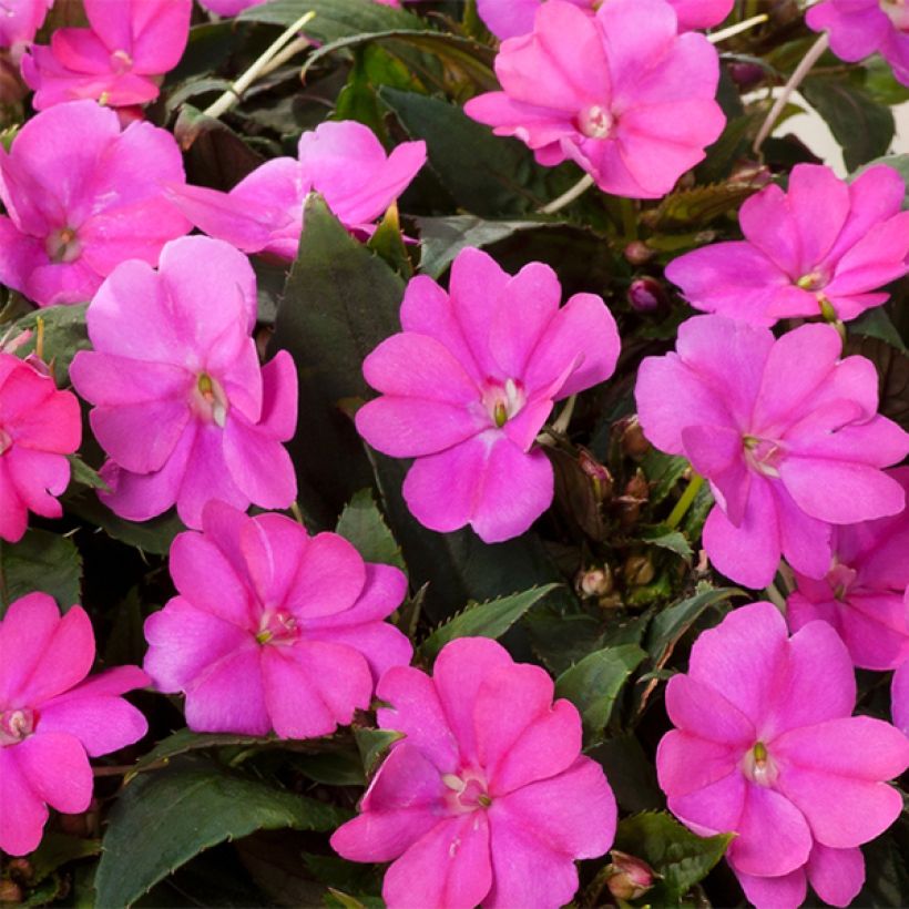 Sonnenlieschen Sunpatiens Compact Hot Lilac - Impatiens (Blüte)