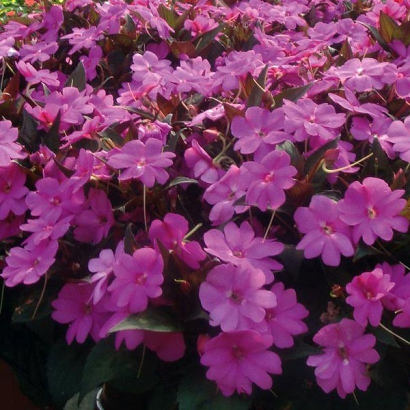 Sonnenlieschen SunPatiens Vigorous Lavender - Impatiens (Blüte)