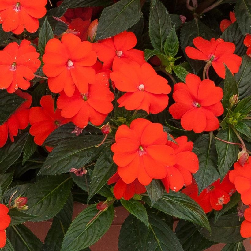 Sonnenlieschen SunPatiens Vigorous Orange Improved - Impatiens (Blüte)